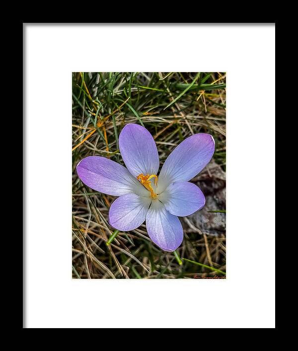 Daisy - Framed Print