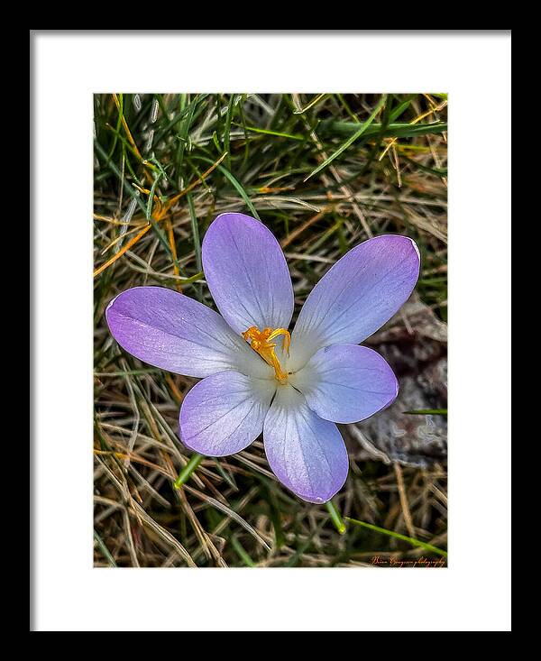 Daisy - Framed Print