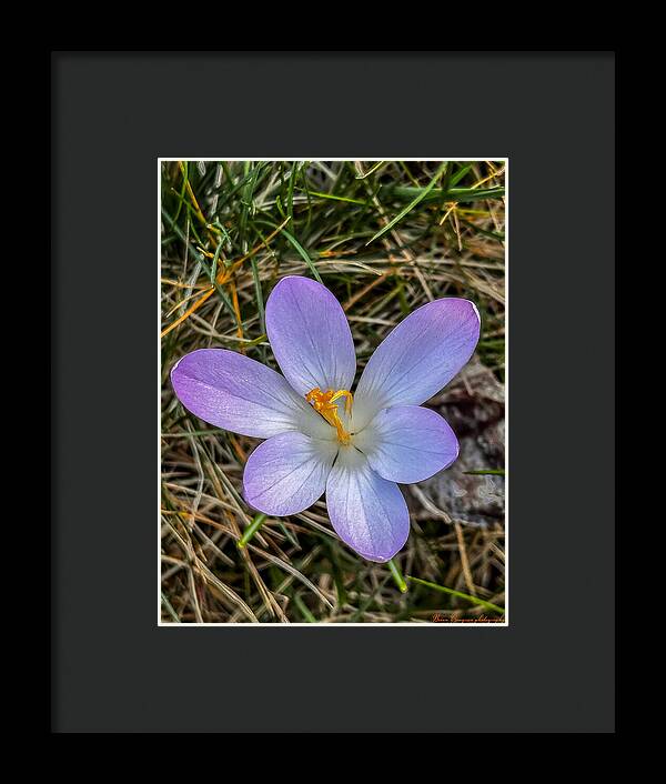 Daisy - Framed Print
