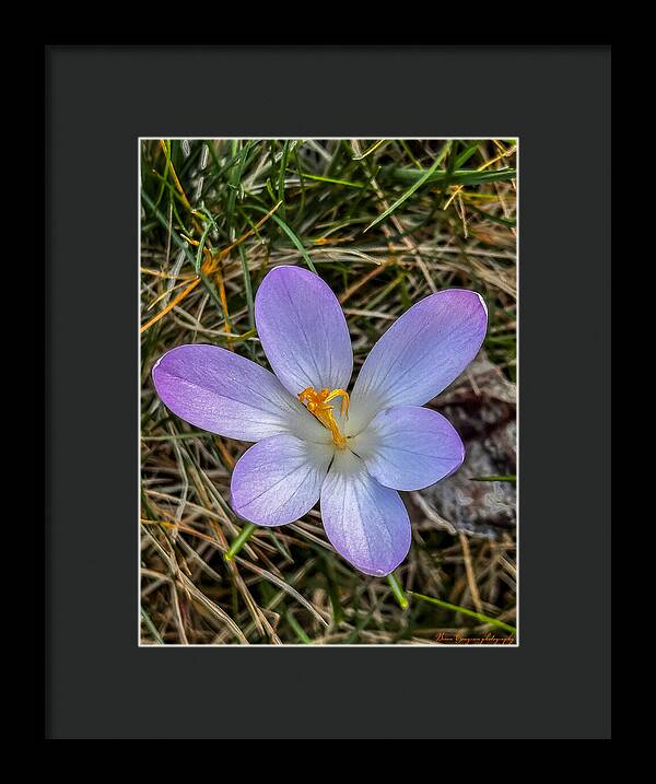 Daisy - Framed Print