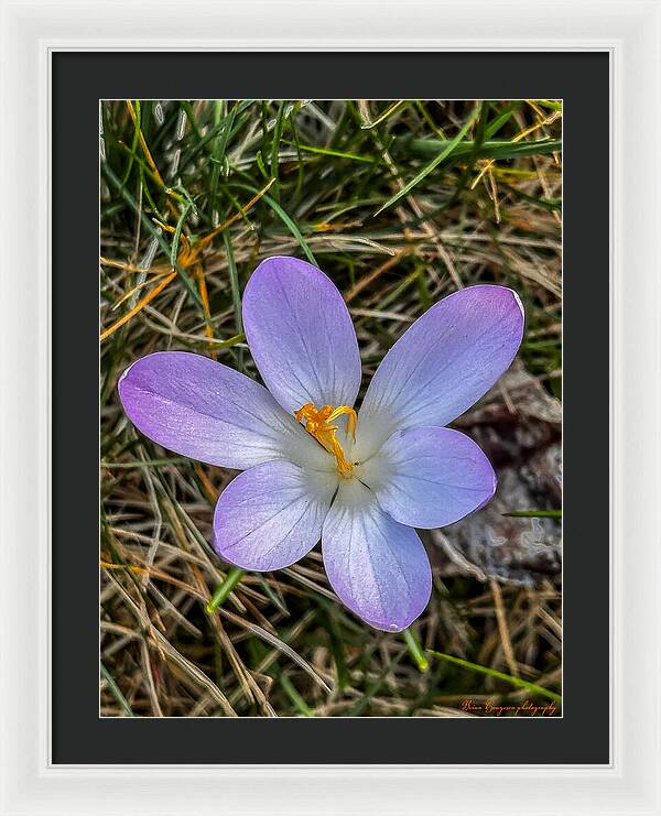 Daisy - Framed Print