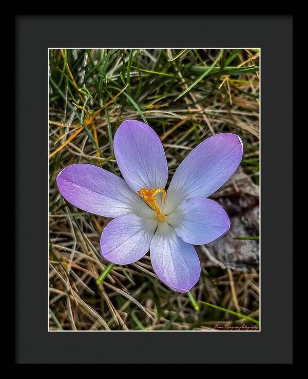 Daisy - Framed Print