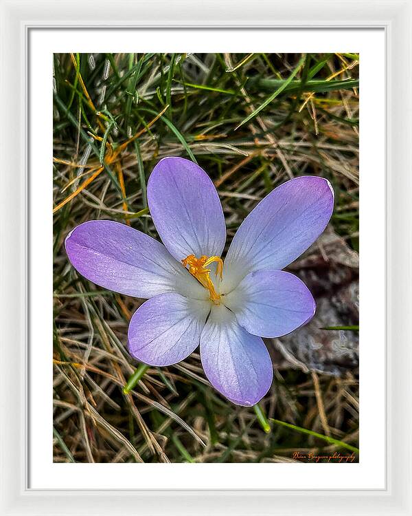 Daisy - Framed Print