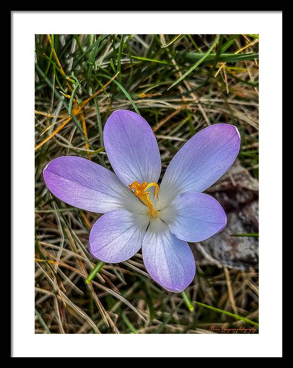 Daisy - Framed Print