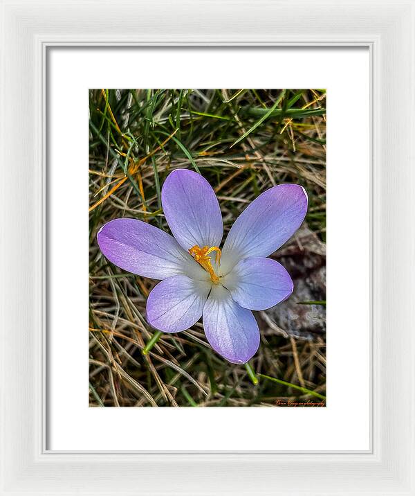 Daisy - Framed Print