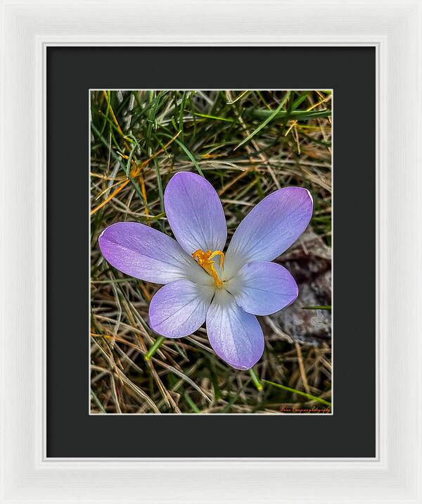 Daisy - Framed Print