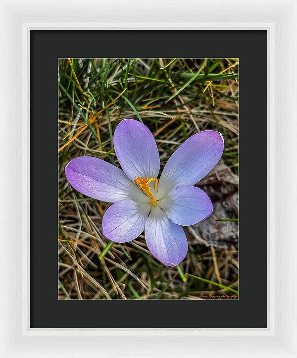 Daisy - Framed Print