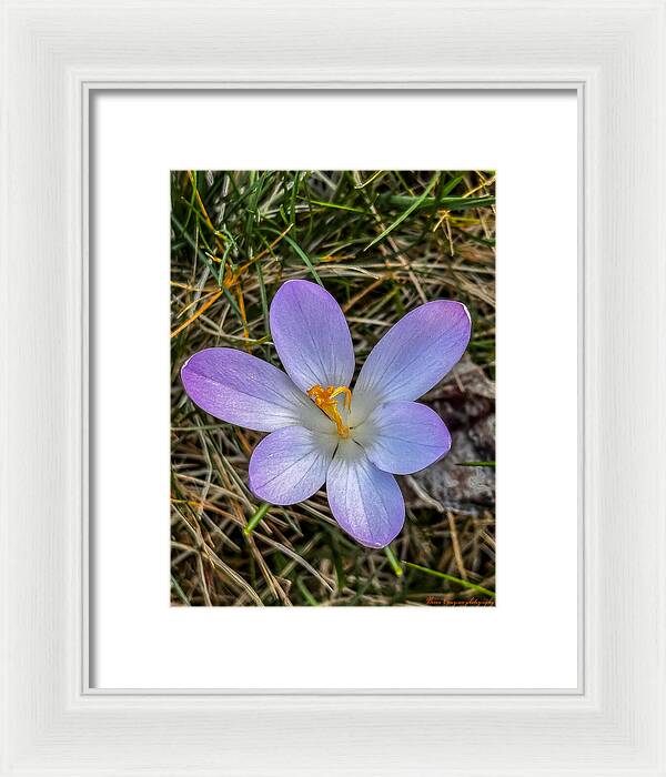 Daisy - Framed Print