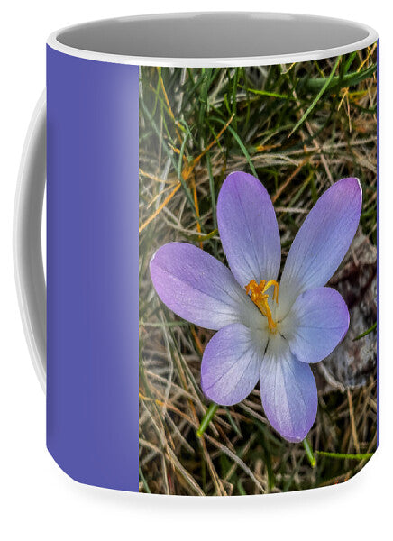 Daisy - Mug