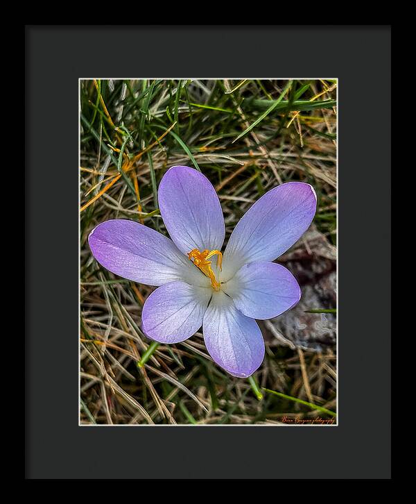 Daisy - Framed Print