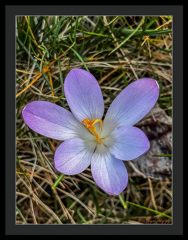 Daisy - Framed Print
