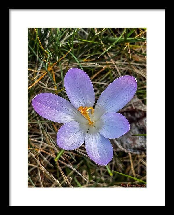 Daisy - Framed Print