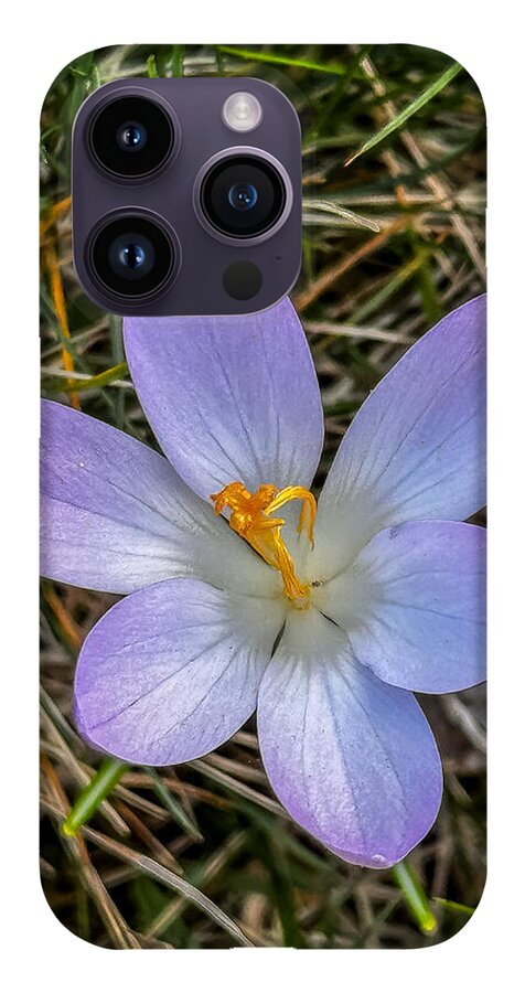 Daisy - Phone Case