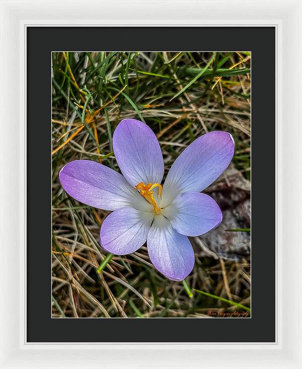 Daisy - Framed Print