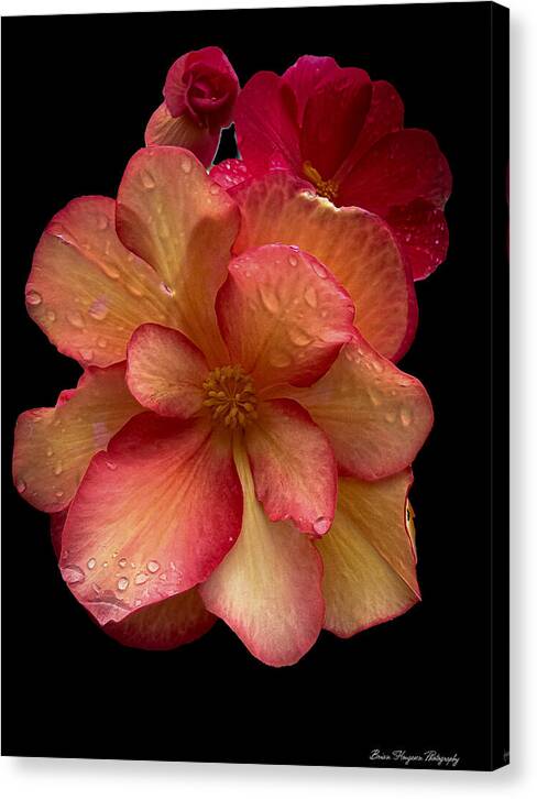 Dew-Kissed Blossoms on Black Background - Canvas Print