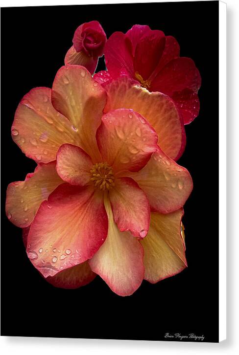 Dew-Kissed Blossoms on Black Background - Canvas Print