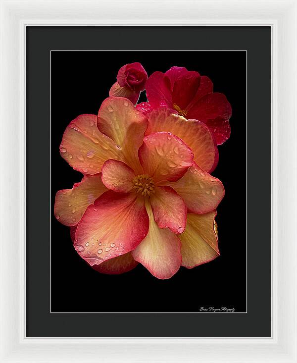 Dew-Kissed Blossoms on Black Background - Framed Print