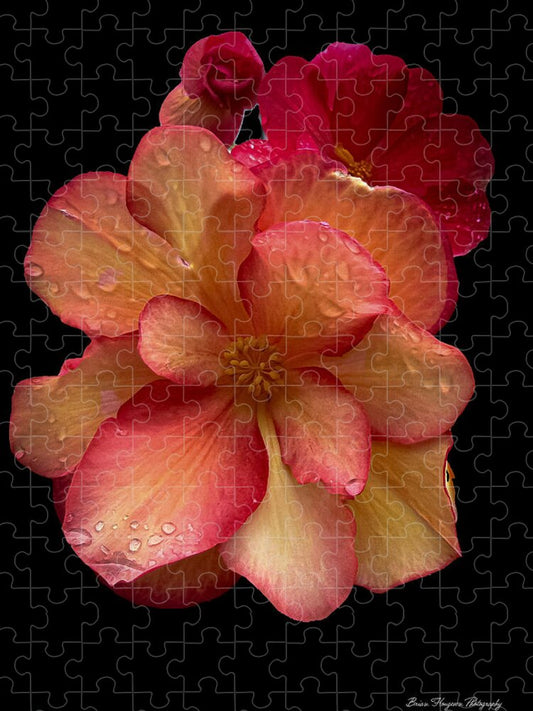 Dew-Kissed Blossoms on Black Background - Puzzle
