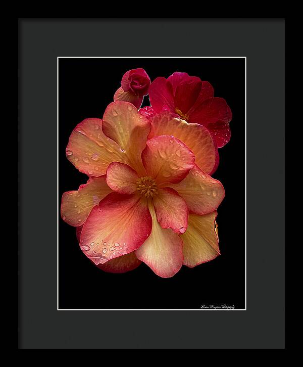 Dew-Kissed Blossoms on Black Background - Framed Print