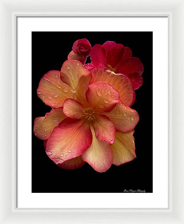 Dew-Kissed Blossoms on Black Background - Framed Print