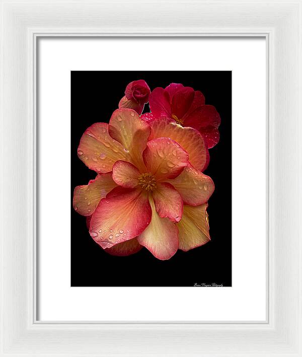 Dew-Kissed Blossoms on Black Background - Framed Print