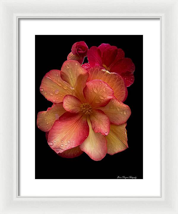 Dew-Kissed Blossoms on Black Background - Framed Print