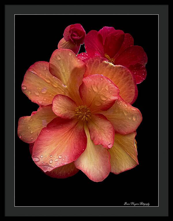 Dew-Kissed Blossoms on Black Background - Framed Print