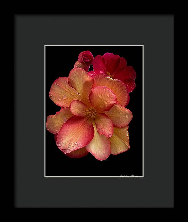 Dew-Kissed Blossoms on Black Background - Framed Print