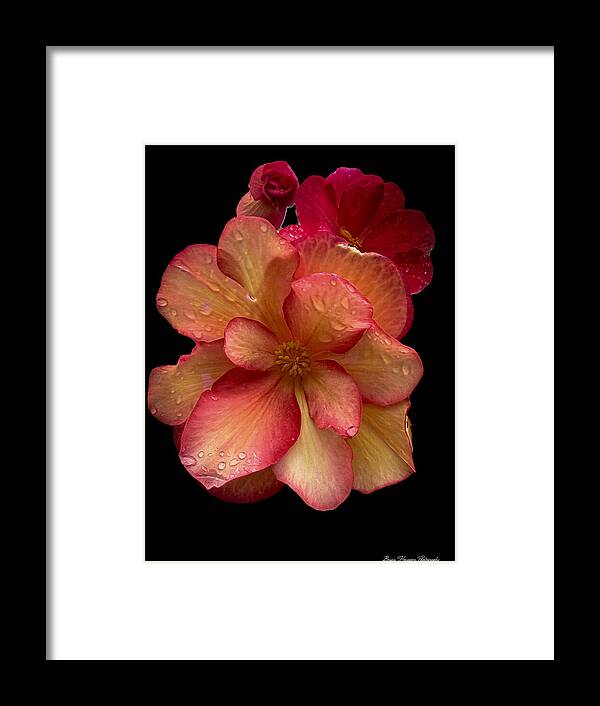 Dew-Kissed Blossoms on Black Background - Framed Print