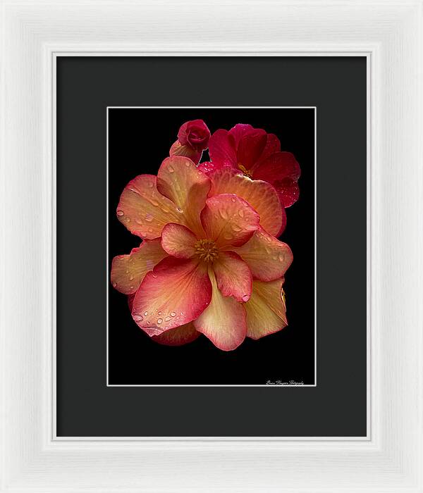 Dew-Kissed Blossoms on Black Background - Framed Print