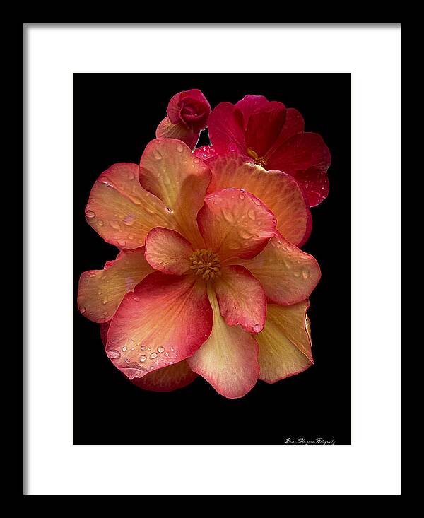 Dew-Kissed Blossoms on Black Background - Framed Print