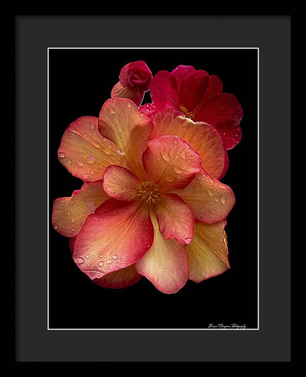 Dew-Kissed Blossoms on Black Background - Framed Print