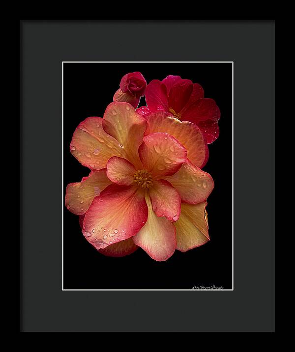 Dew-Kissed Blossoms on Black Background - Framed Print