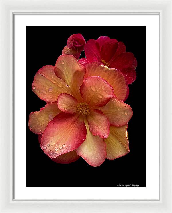 Dew-Kissed Blossoms on Black Background - Framed Print