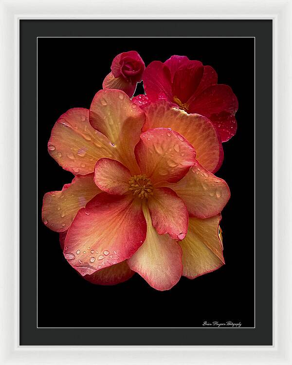 Dew-Kissed Blossoms on Black Background - Framed Print