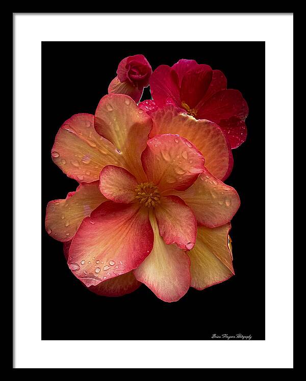Dew-Kissed Blossoms on Black Background - Framed Print
