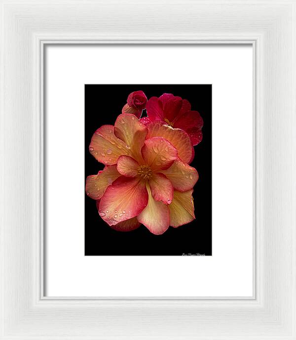 Dew-Kissed Blossoms on Black Background - Framed Print
