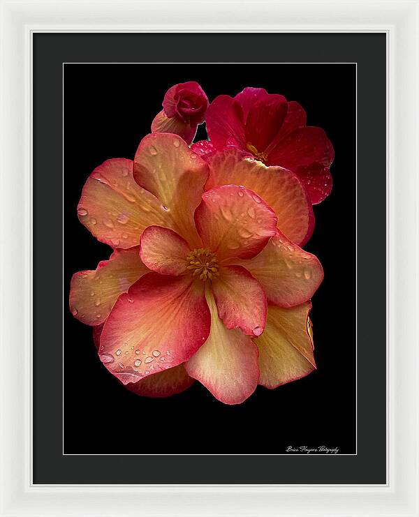 Dew-Kissed Blossoms on Black Background - Framed Print