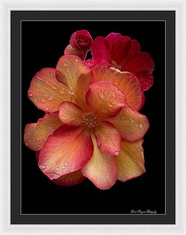 Dew-Kissed Blossoms on Black Background - Framed Print