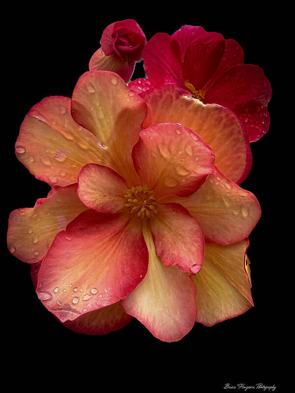 Dew-Kissed Blossoms on Black Background - Art Print
