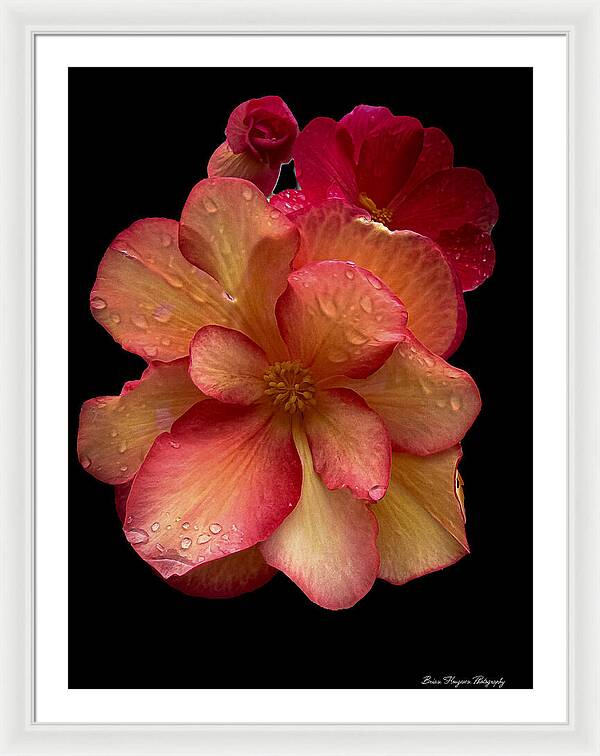 Dew-Kissed Blossoms on Black Background - Framed Print