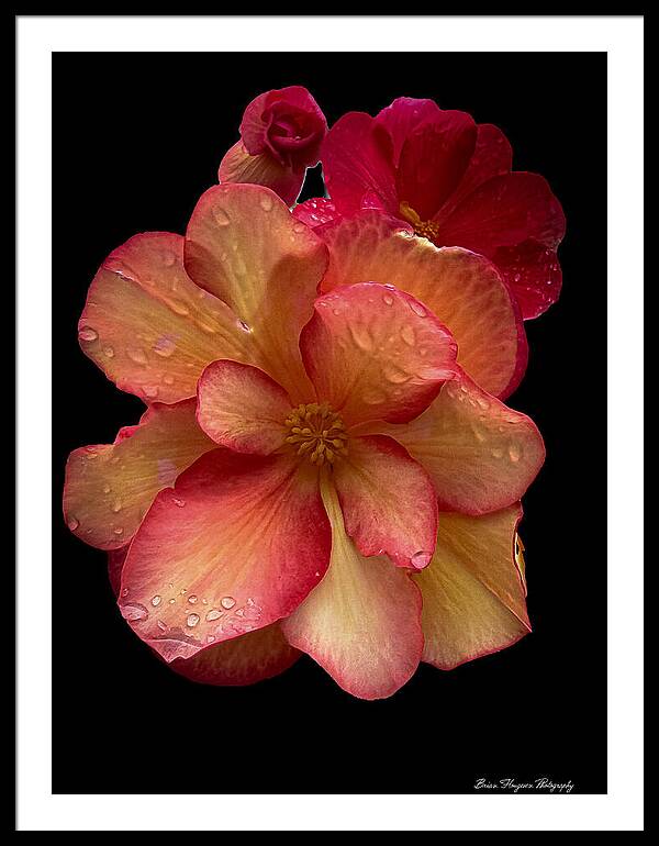 Dew-Kissed Blossoms on Black Background - Framed Print