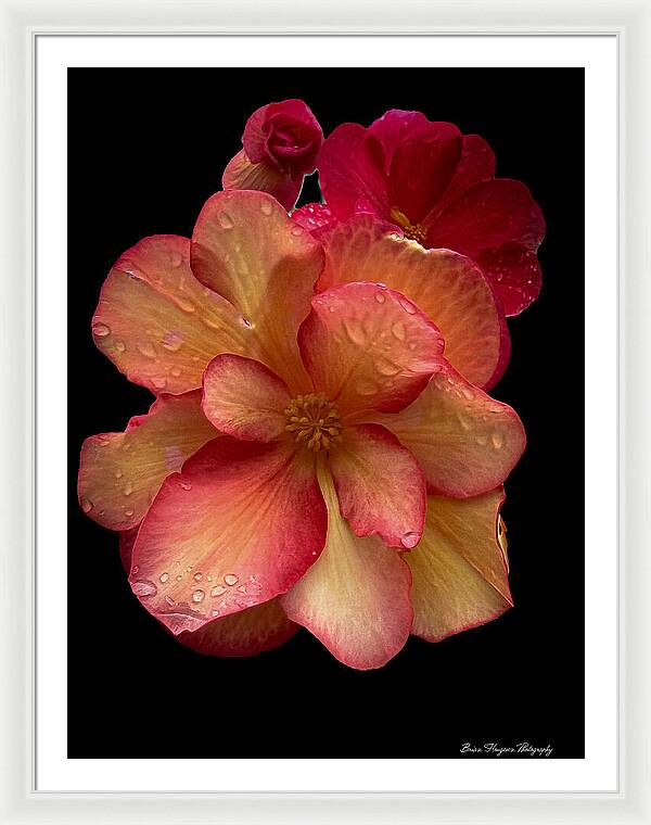 Dew-Kissed Blossoms on Black Background - Framed Print