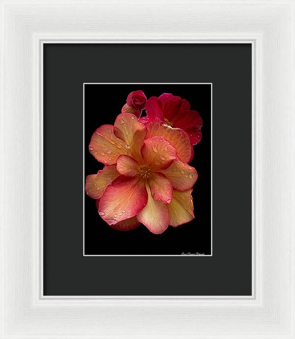 Dew-Kissed Blossoms on Black Background - Framed Print