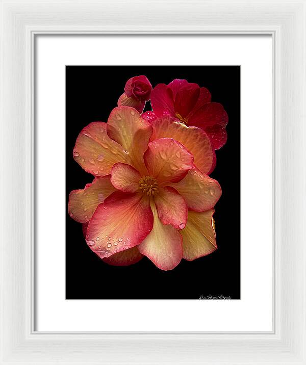 Dew-Kissed Blossoms on Black Background - Framed Print