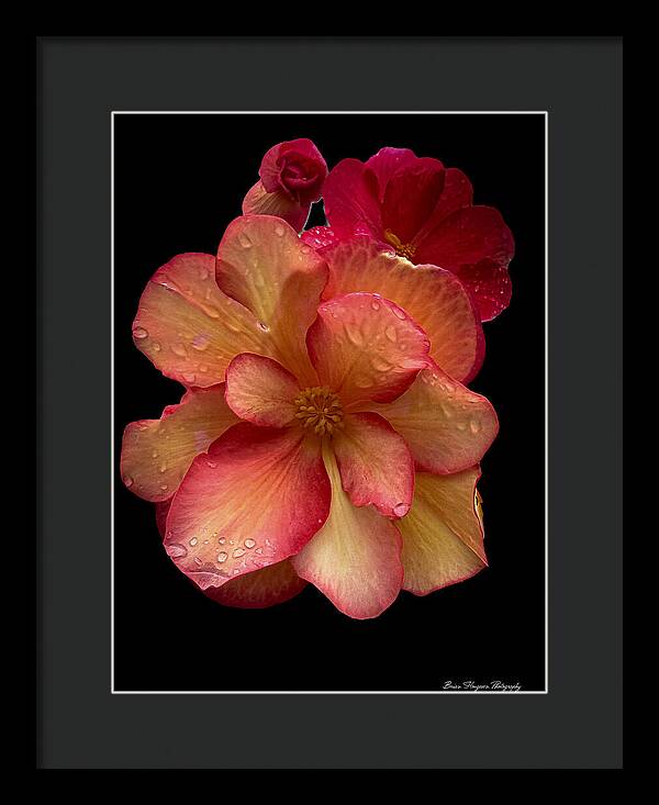 Dew-Kissed Blossoms on Black Background - Framed Print