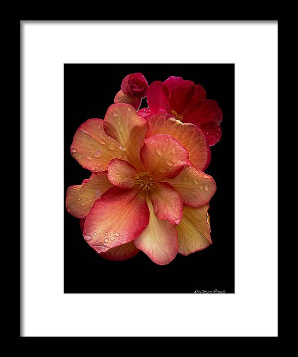 Dew-Kissed Blossoms on Black Background - Framed Print