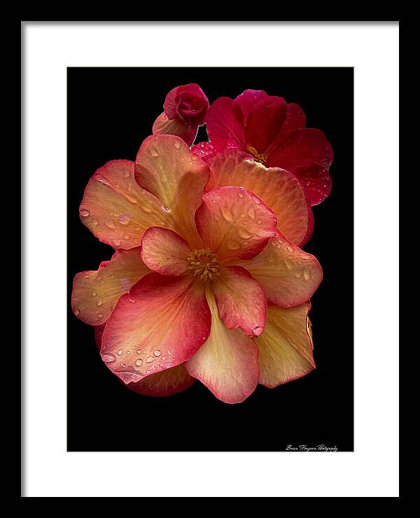 Dew-Kissed Blossoms on Black Background - Framed Print
