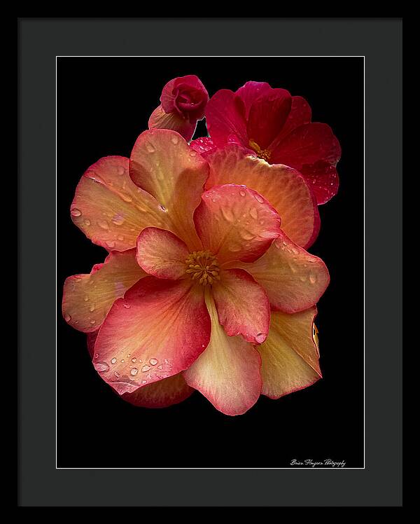 Dew-Kissed Blossoms on Black Background - Framed Print