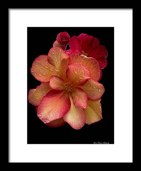 Dew-Kissed Blossoms on Black Background - Framed Print